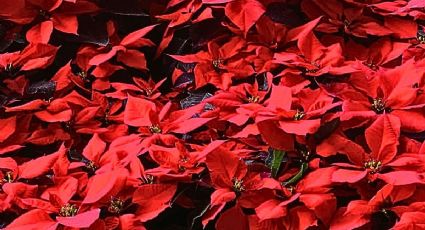 Día de la Nochebuena: 5 datos curiosos sobre esta flor que adorna la Navidad en México