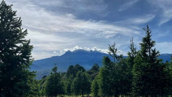 El pueblito con el bosque de árboles de Navidad más grande del mundo cerca de la CDMX