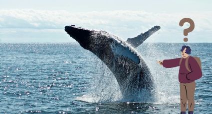 ¡Al natural! Cuántos kilómetros recorren las ballenas grises desde Alaska a Baja California