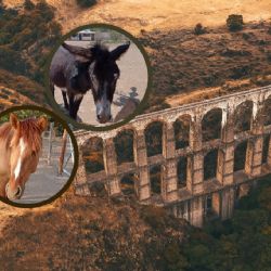 Burrolandia pide ayuda para encontrar a burros y caballos que sacaron del santuario de Edomex