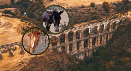 Burrolandia pide ayuda para encontrar a burros y caballos que sacaron del santuario de Edomex