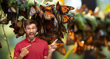 Santuarios de la mariposa monarca celebran 50 años y estos son los sitios de Michoacán para verlas