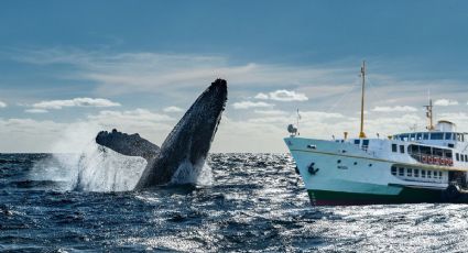 Día de las Ballenas: 5 mejores destinos de México para disfrutar avistamientos, según la IA