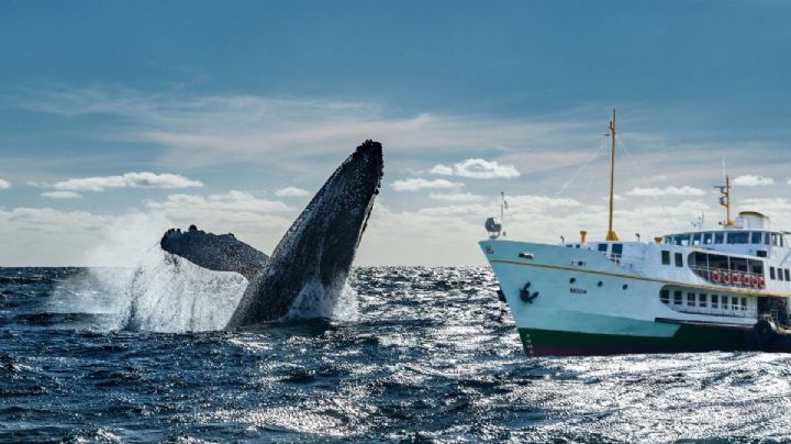 Día de las Ballenas: 5 mejores destinos de México para disfrutar avistamientos, según la IA