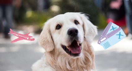 Pet Friendly: Destinos ideales para viajar con mascotas en 2025