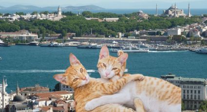 ¿Amas los michis? La ciudad donde los gatos conviven con sus habitantes