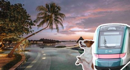 Tren Maya: ¿Se puede viajar con mascotas a bordo de sus vagones?