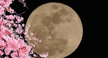 Luna de Flores 2025: Así podrás ver este fenómeno en mayo