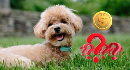 ¿Cuánto cuesta una guardería para perros en México?