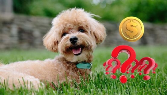 ¿Cuánto cuesta una guardería para perros en México?