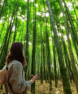 ¡No es China! El bosque de bambú para respirar aire puro en tu viaje por Puebla
