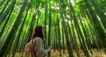 ¡No es China! El bosque de bambú para respirar aire puro en tu viaje por Puebla
