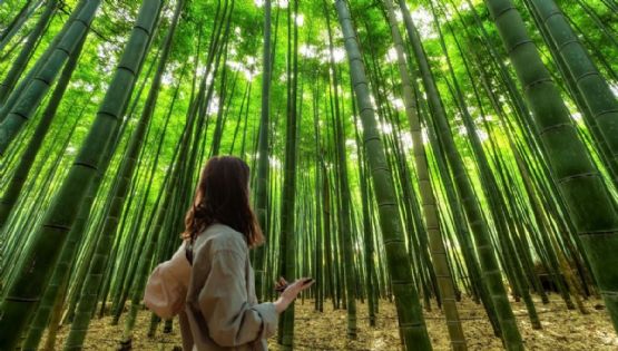 ¡No es China! El bosque de bambú para respirar aire puro en tu viaje por Puebla
