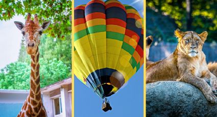 Zoológico de Guadalajara anuncia vuelos en globo aerostático y así podrás disfrutarlos