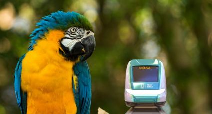 Tren Maya: Este es el parque de los Aluxes que puedes conocer en su ruta