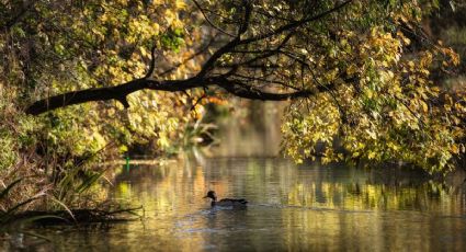 El destino donde puedes nadar en medio de árboles milenarios en un lago