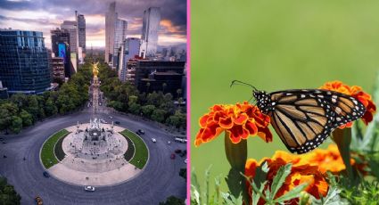 ¿Cuánto sale viajar a los santuarios de la Mariposa Monarca desde CDMX en 2025?