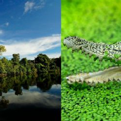 El Pueblo Mágico donde puedes pasear entre cocodrilos y nadar en agua cristalina por 300 pesos