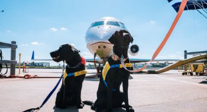 Viajes pet friendly ¿Qué necesitas para volar con tu perro en cabina?