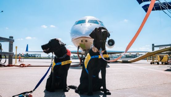 Viajes pet friendly ¿Qué necesitas para volar con tu perro en cabina?