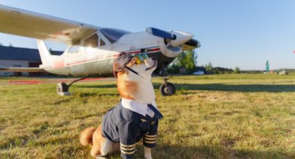 Viajas con tu lomito: Estas son 5 cosas que debes saber si lo llevarás en el avión contigo