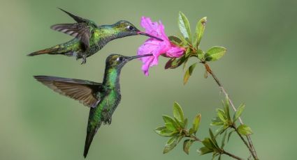 La leyenda de la Ninfa mexicana: el ave que vuela en el oeste de México