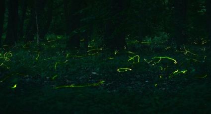 Temporada de Luciérnagas 2025 espera a más de 110 mil visitantes en los bosques de Tlaxcala: Sectur