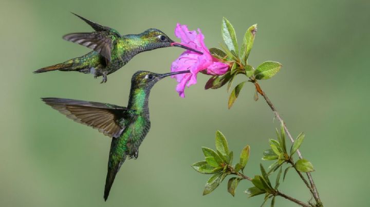 La leyenda de la Ninfa mexicana: el ave que vuela en el oeste de México