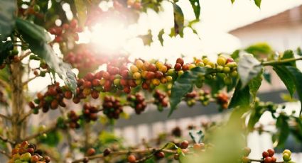 ¡Exquisita! La ruta del café que puedes disfrutar en fincas de Chiapas
