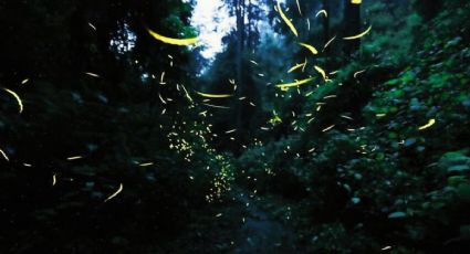 ¿Cuánto cuesta el avistamiento de luciérnagas en Amecameca en 2025 y cuándo inicia?