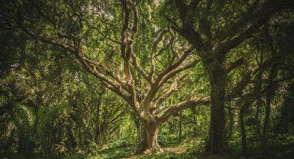 ¿Cómo llegar al bosque encantado en un Pueblo Mágico para caminar entre cascadas y duendes?