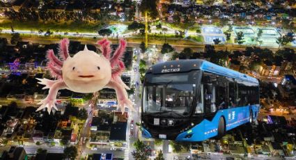 ‘El Ajolote’, así será el renovado Tren Ligero para viajar en la CDMX