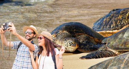 ¿Cuándo inicia y cómo disfrutar la temporada de tortugas marinas en Quintana Roo?
