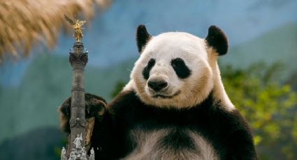 Zoológico de Chapultepec celebrará los 35 años del panda Xin Xin y así puedes participar
