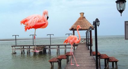 La isla de Campeche donde puedes ver el cielo pintado de rosa con el vuelo de flamencos