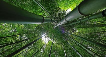 ¿Cómo llegar al bosque de bambú de Puebla desde la CDMX?