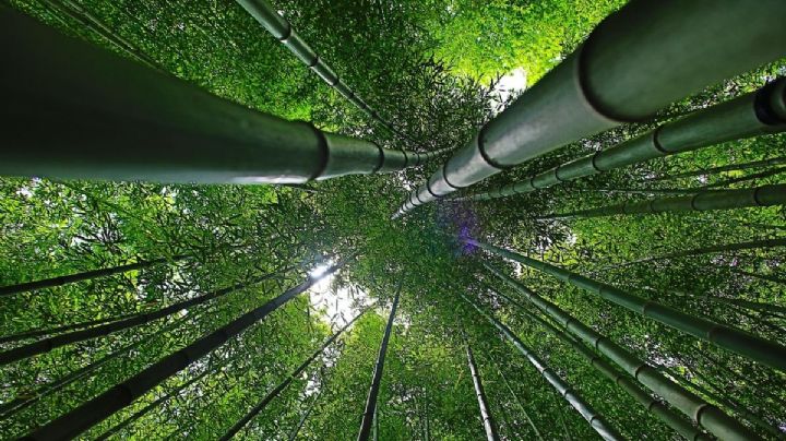 ¿Cómo llegar al bosque de bambú de Puebla desde la CDMX?