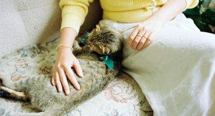 ¡Viral! La viajera que recorre el mundo GRATIS solo cuidando gatitos