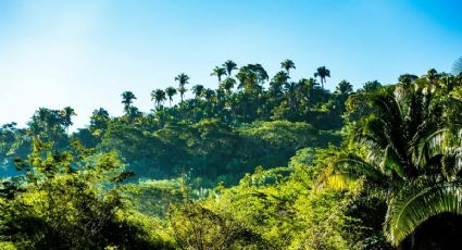 Tren Maya: Esta es la ruta que te llevará a conocer la selva mexicana en el sureste