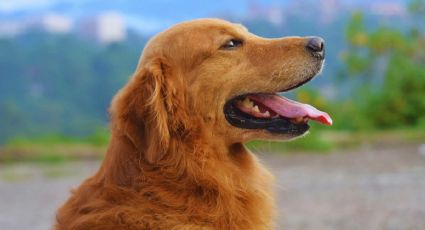 Golden Retriever es director de felicidad en la India, la estrategia para mejorar el trabajo