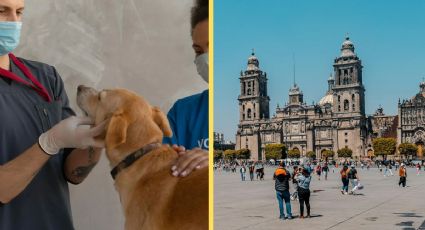 Simi-Pet: ¿Cuántas sucursales médicas GRATIS para perritos habrá en la CDMX?