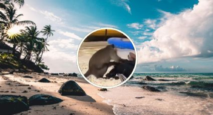 ¡Atrapado! Mono intenta robar pertenencias a un turista en la playa