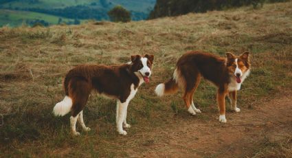 ¡Heróico! Los perritos salvavidas que puedes conocer en este aeropuerto de EU