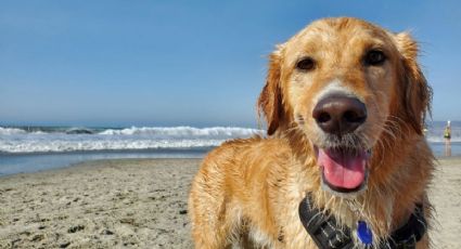 Playas pet friendly en Oaxaca para disfrutar en vacaciones con tu mascota