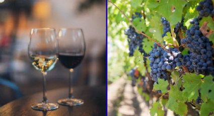 Querétaro 2025: Reconocimiento histórico al vino mexicano para disfrutar viajes foodies