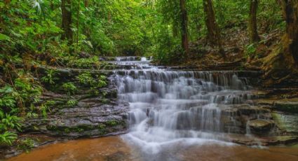 Día Internacional de los Bosques Tropicales: Los mejores destinos de México para disfrutar estos paisajes