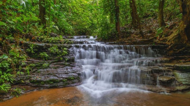 Día Internacional de los Bosques Tropicales: Los mejores destinos de México para disfrutar estos paisajes