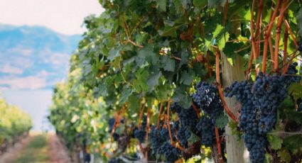 Los 3 Pueblos Mágicos donde probar lo mejor del vino mexicano