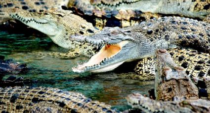 Viajes salvajes: El pueblito de México donde viven 500 cocodrilos