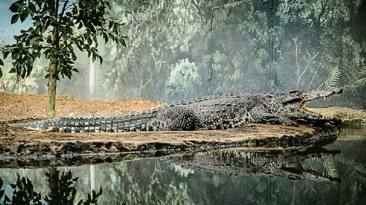 El cenote en forma de ‘cocodrilo’ que conecta la frontera de México y Belice